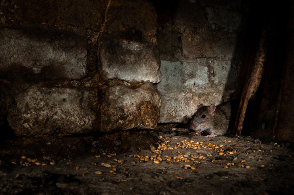 How to Use Flash for Wildlife Photography How to Use Flash for Wildlife Photography