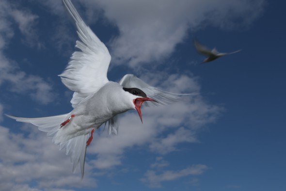 How to Use Flash for Wildlife Photography How to Use Flash for Wildlife Photography