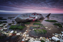 Behind the Image: Dead Sperm Whale, by Ben Green