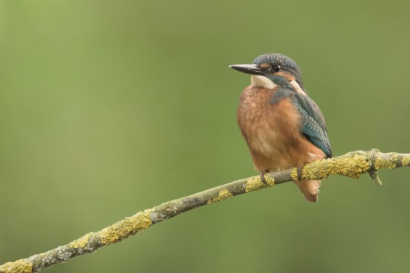 On the Trail of Kingfishers