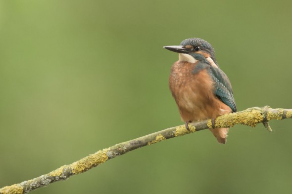On the Trail of Kingfishers On the Trail of Kingfishers