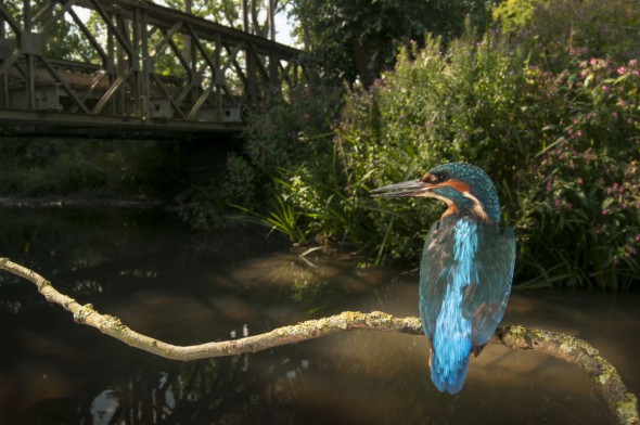 On the Trail of Kingfishers On the Trail of Kingfishers