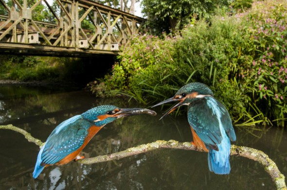 On the Trail of Kingfishers On the Trail of Kingfishers