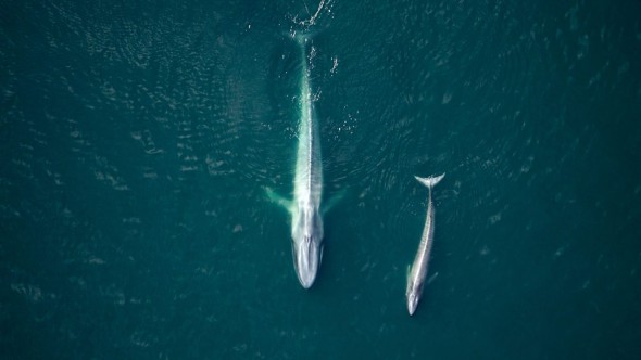 On the Trail of Blue Whales with Drones