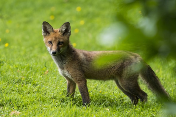 How Wi-Fi can Transform your Wildlife Photography