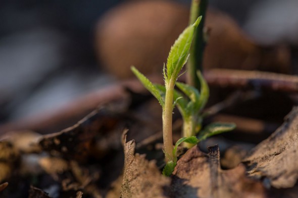 Macro Lighting Secrets – Blending Ambient and Add-in Light