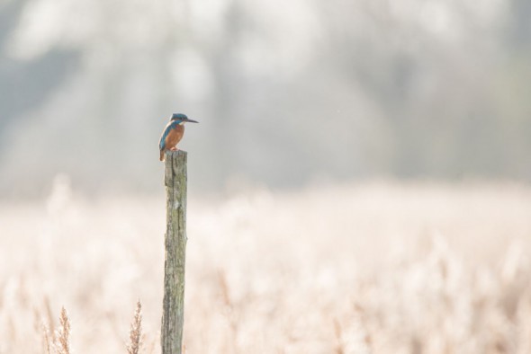 10 Amazing Accessories for Wildlife Photographers