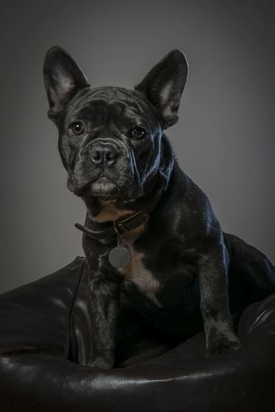 How to Create Beautiful Dog Portraits