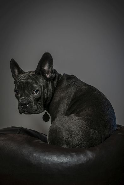 How to Create Beautiful Dog Portraits