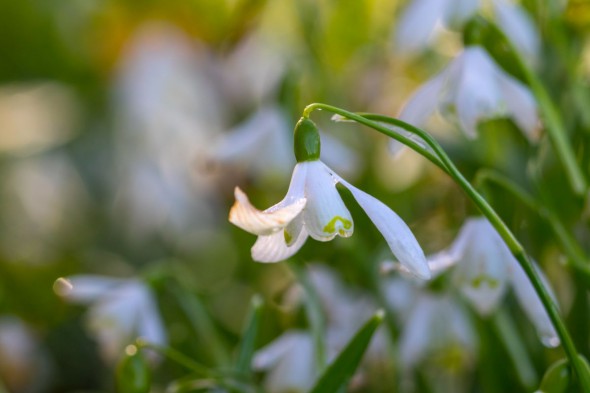 10 Ways to Take Better Flower Photographs