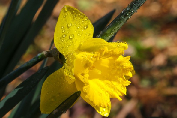 10 Ways to Take Better Flower Photographs