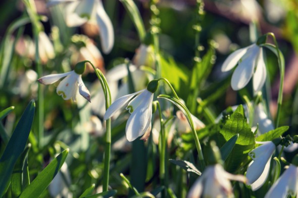 10 Ways to Take Better Flower Photographs