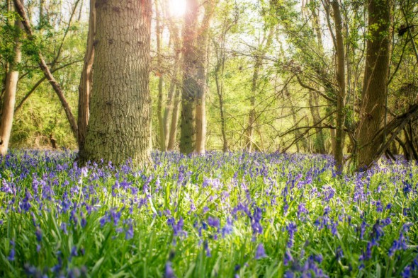 10 Ways to Take Better Flower Photographs