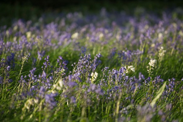 10 Ways to Take Better Flower Photographs