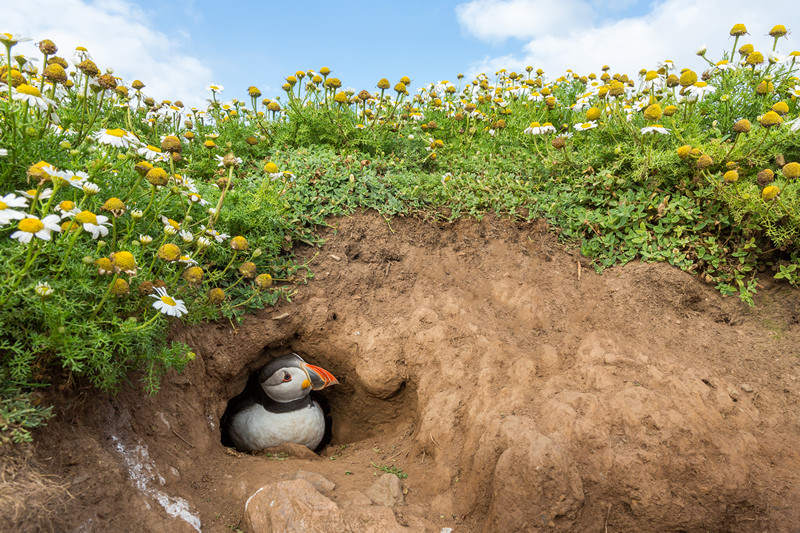 A Skomer Island Adventure