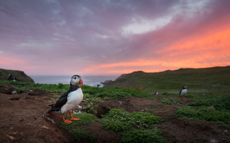 A Skomer Island Adventure