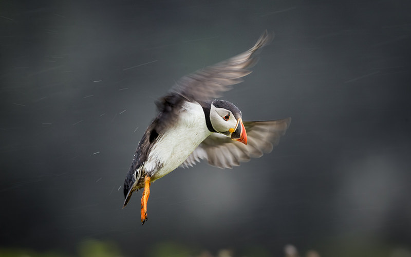 A Skomer Island Adventure