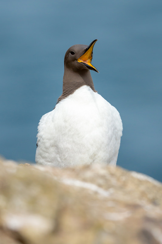 A Skomer Island Adventure