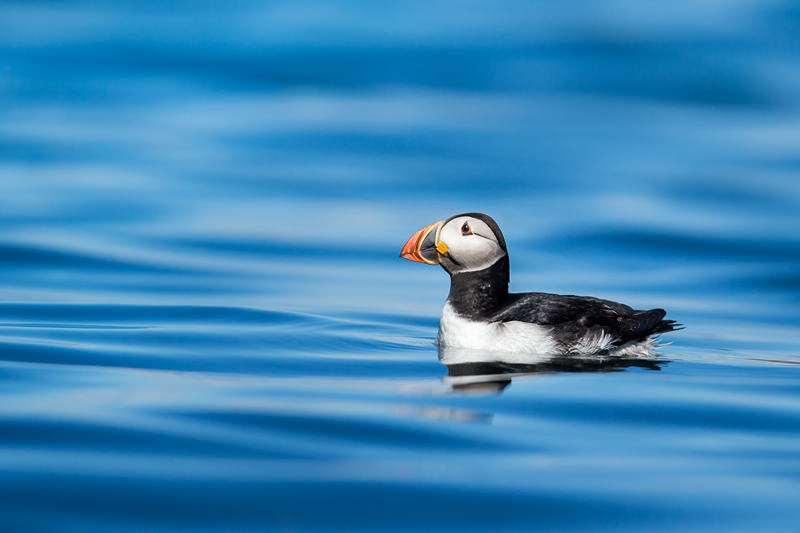 A Skomer Island Adventure