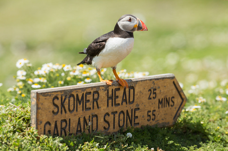 A Skomer Island Adventure