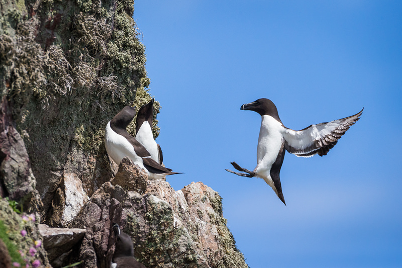 A Skomer Island Adventure