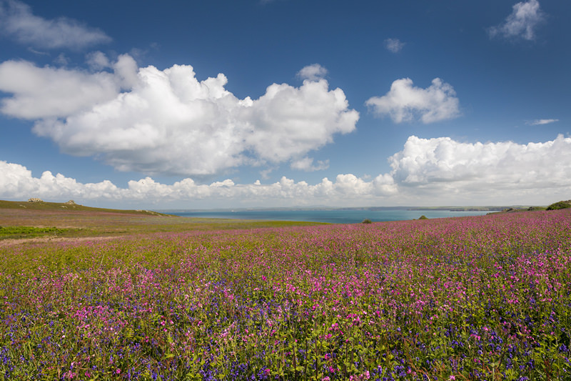 A Skomer Island Adventure