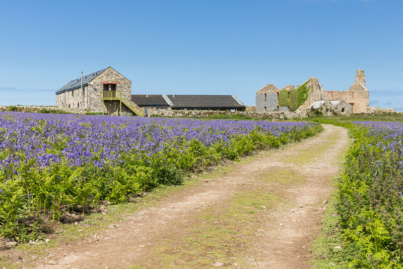 A Skomer Island Adventure