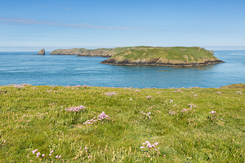 A Skomer Island Adventure