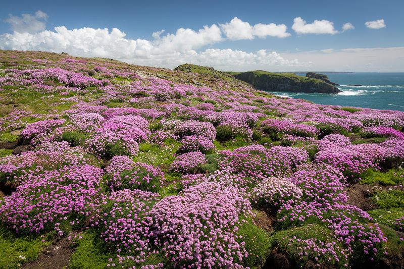 A Skomer Island Adventure