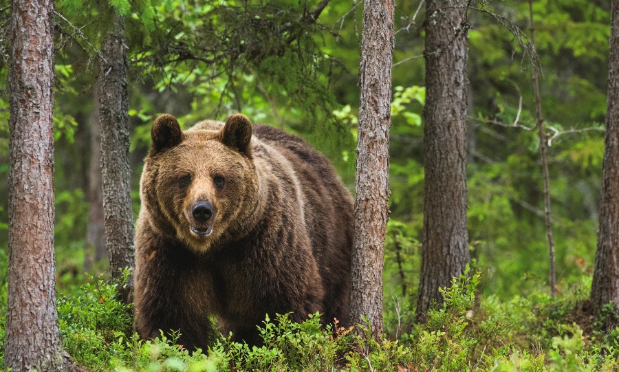 Perspective: Are Paid-For Hides Damaging Wildlife Photography?