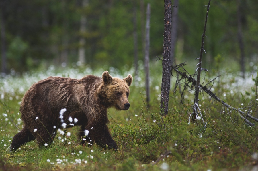 Perspective: Are Paid-For Hides Damaging Wildlife Photography?