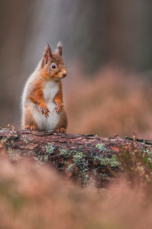 Perspective: Are Paid-For Hides Damaging Wildlife Photography?