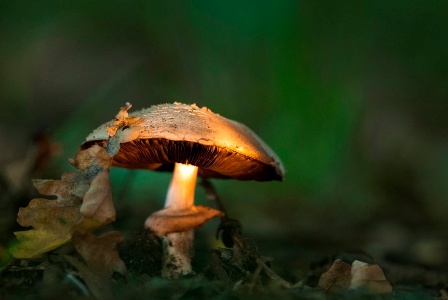 Photographing Wildlife in London Parks