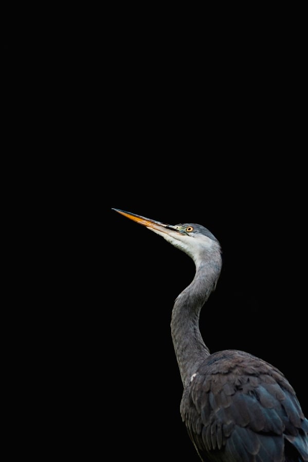 Photographing Wildlife in London Parks