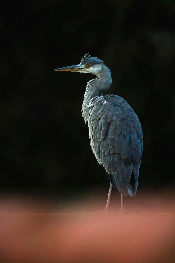 Photographing Wildlife in London Parks