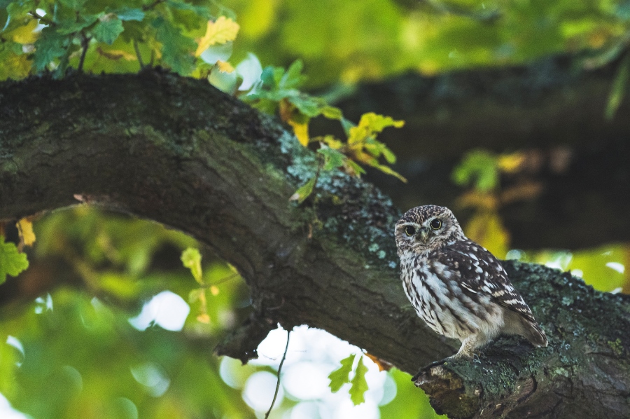 Photographing Wildlife in London Parks