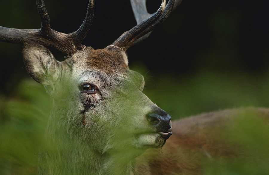 Photographing Wildlife in London Parks