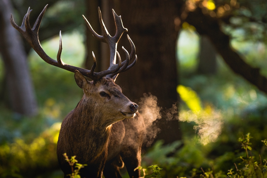 Photographing Wildlife in London Parks