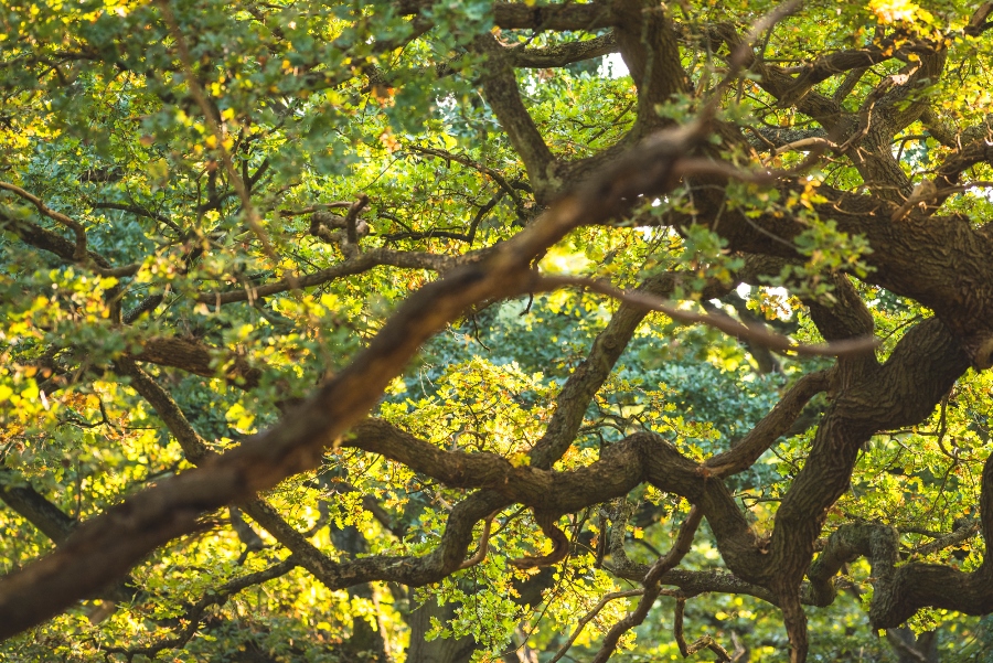 Photographing Wildlife in London Parks