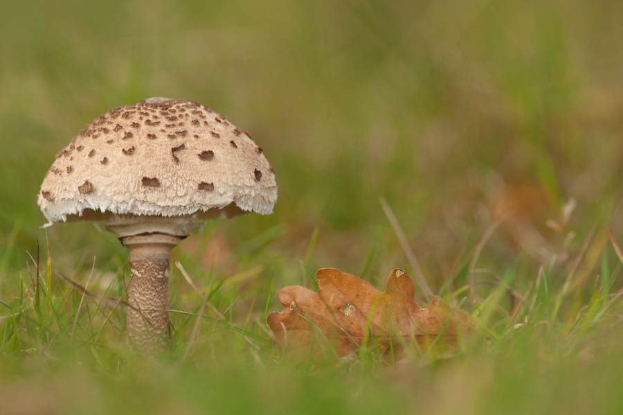 Photographing Wildlife in London Parks