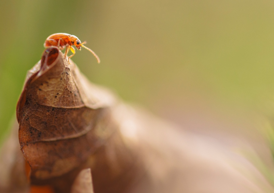 Telling Stories with Macro Photography 