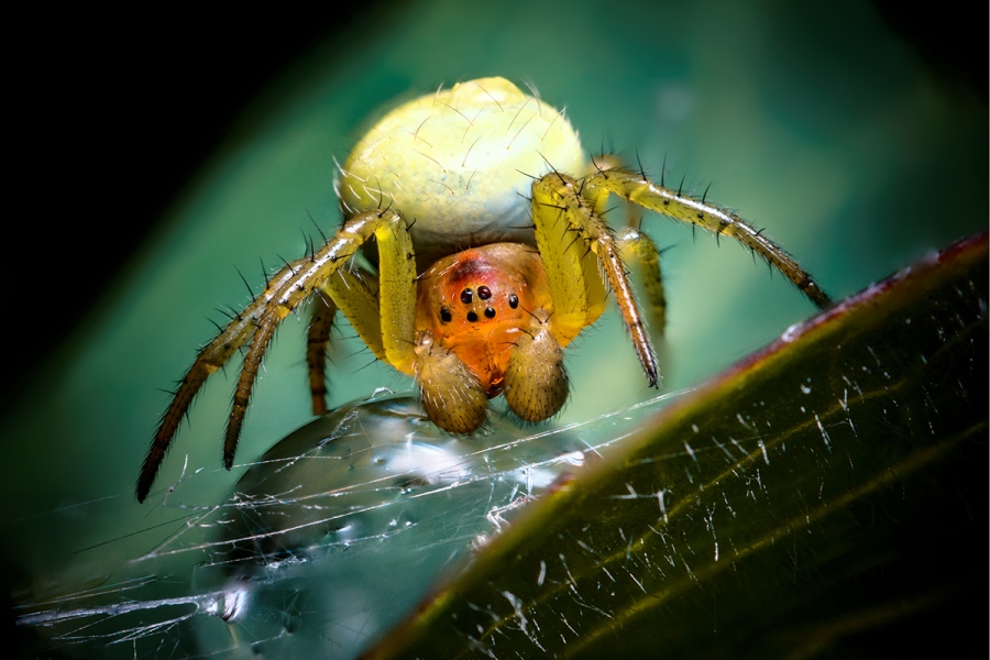 Telling Stories with Macro Photography 