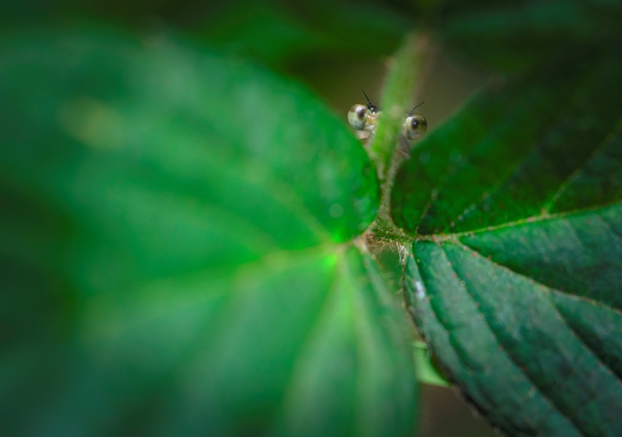 Telling Stories with Macro Photography 