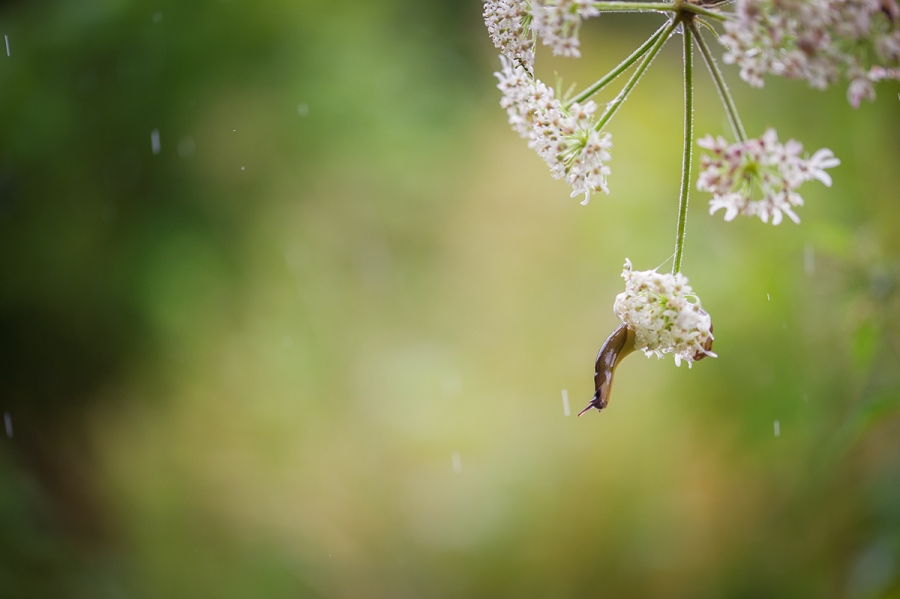 Telling Stories with Macro Photography 