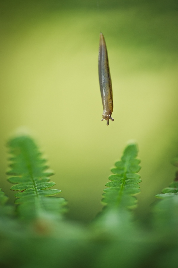 Telling Stories with Macro Photography 