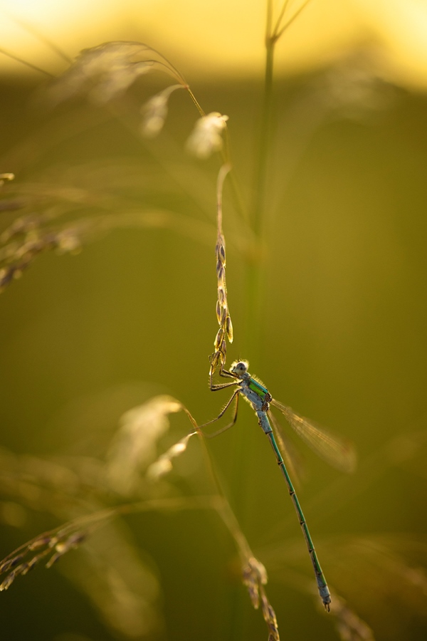 Telling Stories with Macro Photography 