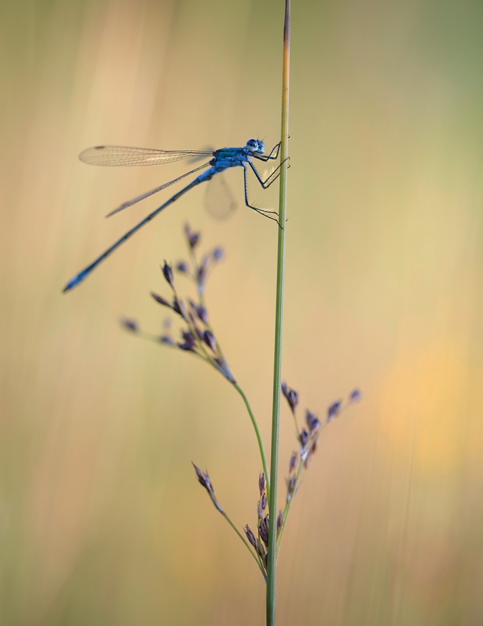 Telling Stories with Macro Photography 