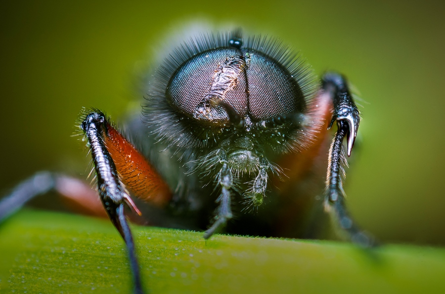 Telling Stories with Macro Photography 
