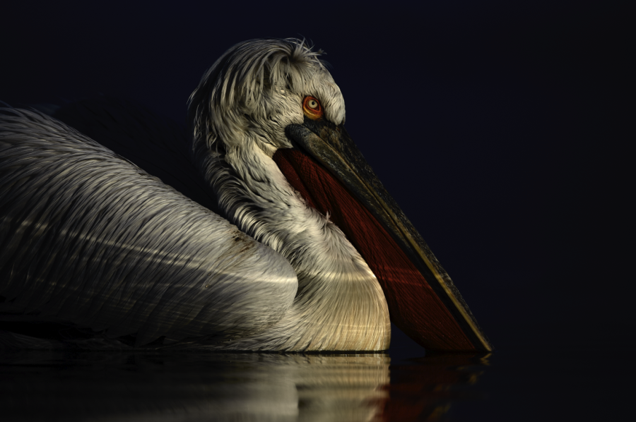 Ellie Rothnie uses high-key and low-key lighting to produce creative wildlife photographs in-camera 