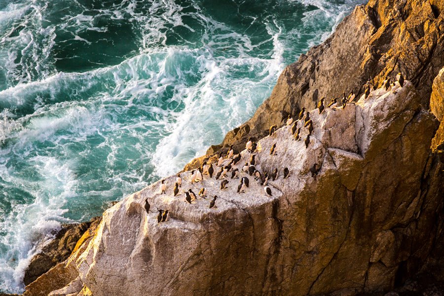 A Photographer’s Guide to Lundy Island